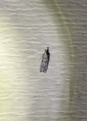 Dichomeris inversella