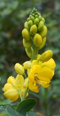 Senna bicapsularis