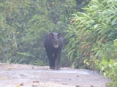 Tapirus pinchaque