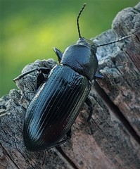 Centronopus calcaratus