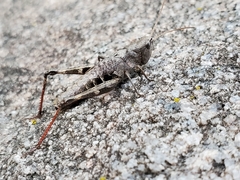 Chloealtis conspersa