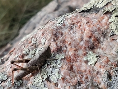 Chloealtis conspersa