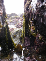 Laminaria sinclairii