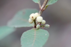 Psychotria loniceroides