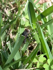 Tachinidae