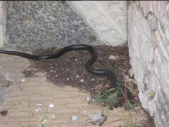 Hierophis viridiflavus