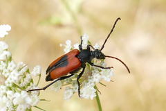 Stictoleptura cordigera