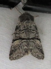 Brachylomia rectifascia