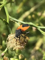 Melanopleurus bicolor