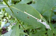 Liriomyza phloxiphaga