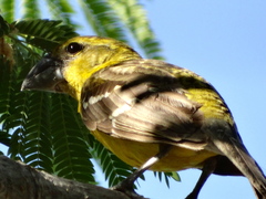 Pheucticus chrysopeplus