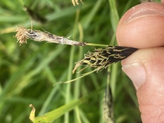 Carex macrochaeta