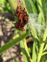 Oncopeltus fasciatus