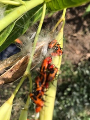 Oncopeltus fasciatus