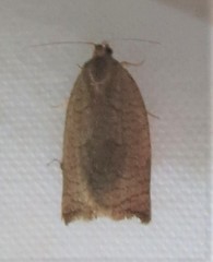 Clepsis consimilana