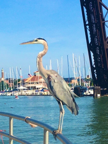 Great Blue Heron photographed in Michigan