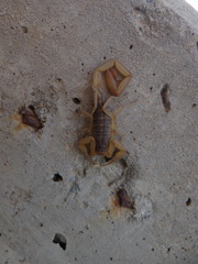 Centruroides infamatus