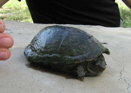 Chihuahuan Mud Turtle