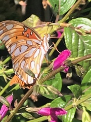 Dione vanillae
