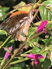 Dione vanillae