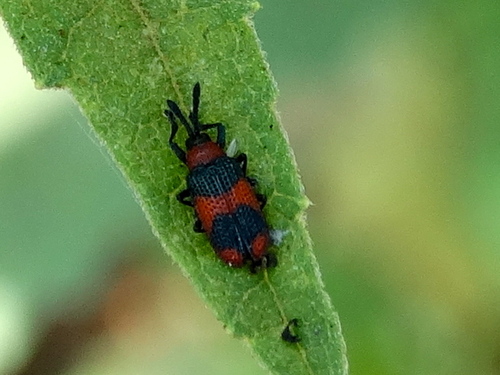 Microrhopala beckeri