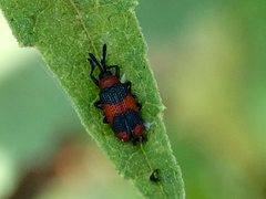 Microrhopala beckeri