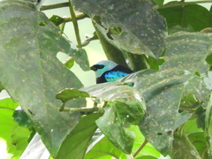 Stilpnia nigrocincta
