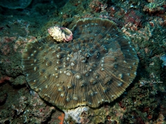 Mycedium elephantotus