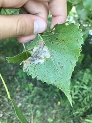 Paraleucoptera albella