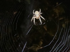 Eriophora edax