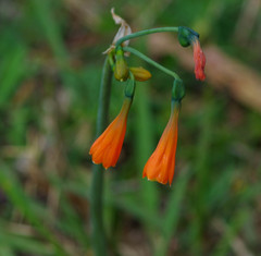 Stenomesson aurantiacum