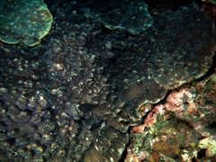 Mycedium elephantotus