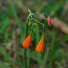 Stenomesson aurantiacum