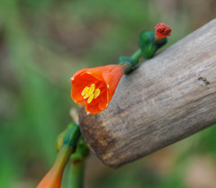 Stenomesson aurantiacum