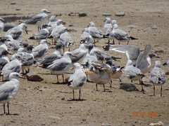 Chroicocephalus cirrocephalus