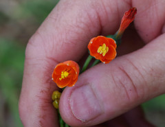 Stenomesson aurantiacum