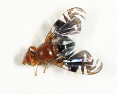 Parastenopa limata