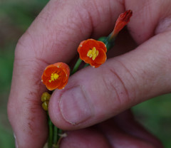 Stenomesson aurantiacum