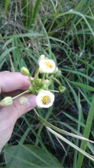 Sagittaria montevidensis