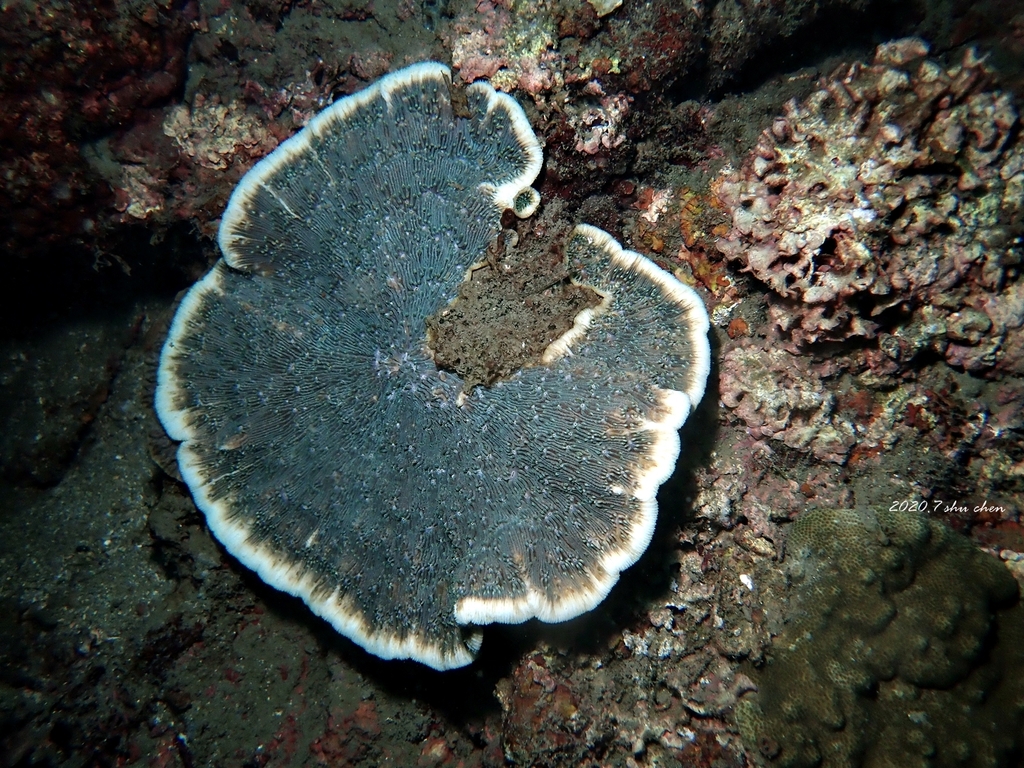 Lithophyllon undulatum