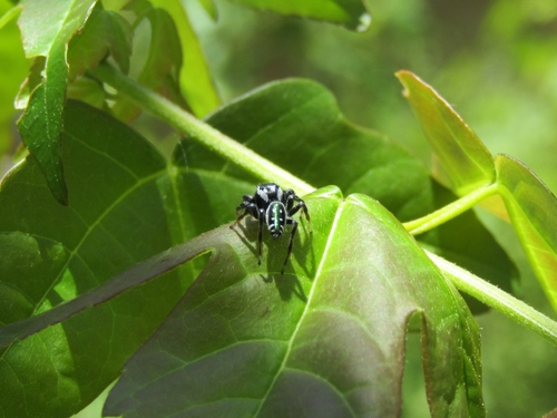 Photo of Golden Jumping Spider (Paraphidippus aurantius)
