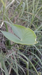 Sagittaria montevidensis