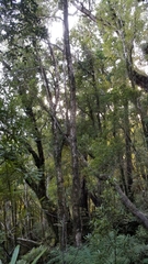 Acanthisitta chloris