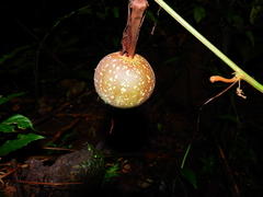 Stilpnia nigrocincta