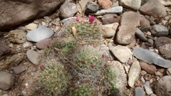 Mammillaria zeilmanniana