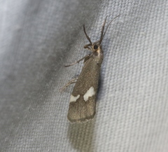 Cisthene liberomacula