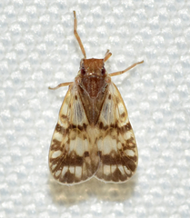 Bothriocera drakei
