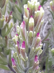 Castilleja exserta latifolia