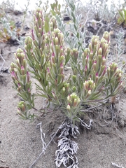 Castilleja exserta latifolia
