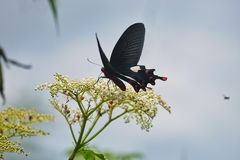 Byasa polyeuctes termessus